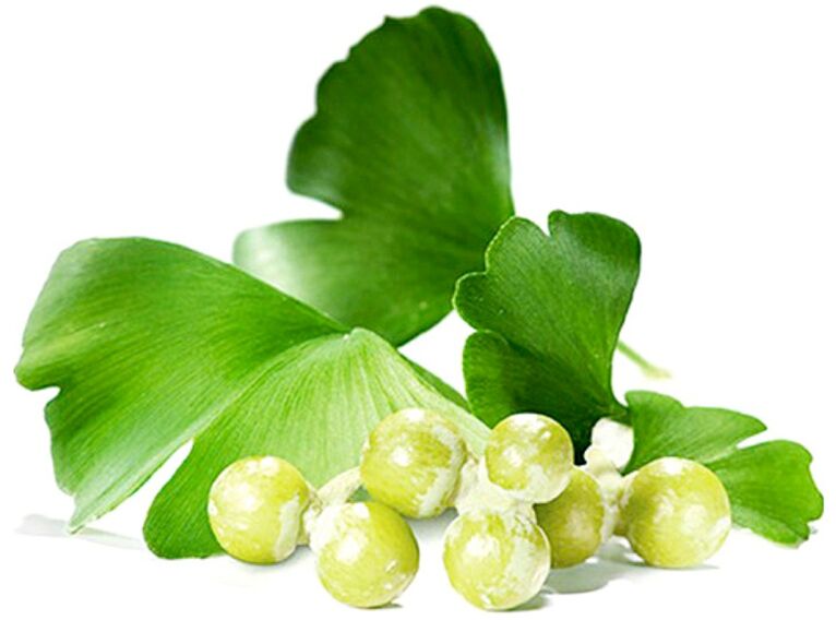 Ginkgo biloba leaves improve blood circulation in penile tissues