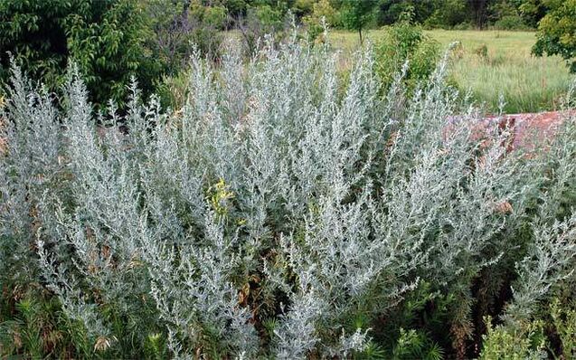 The decoction of wormwood helps to enlarge the penis